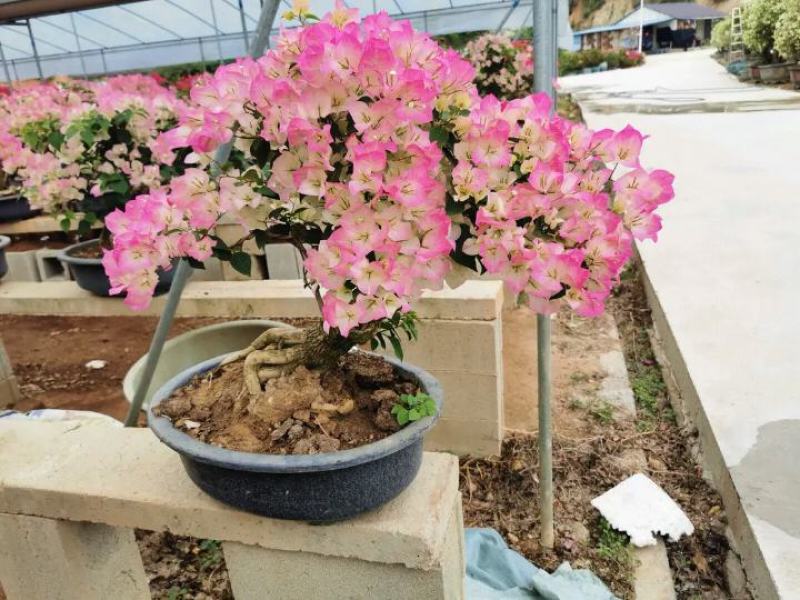 三角梅，嫁接三角梅，种植基地常年出售茶花三角梅