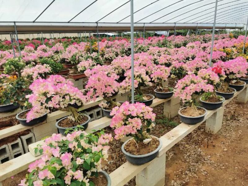 三角梅，嫁接三角梅，种植基地常年出售茶花三角梅
