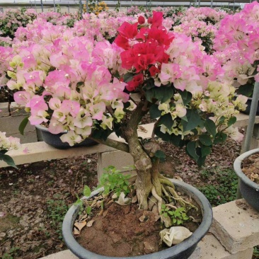 三角梅，嫁接三角梅，种植基地常年出售茶花三角梅