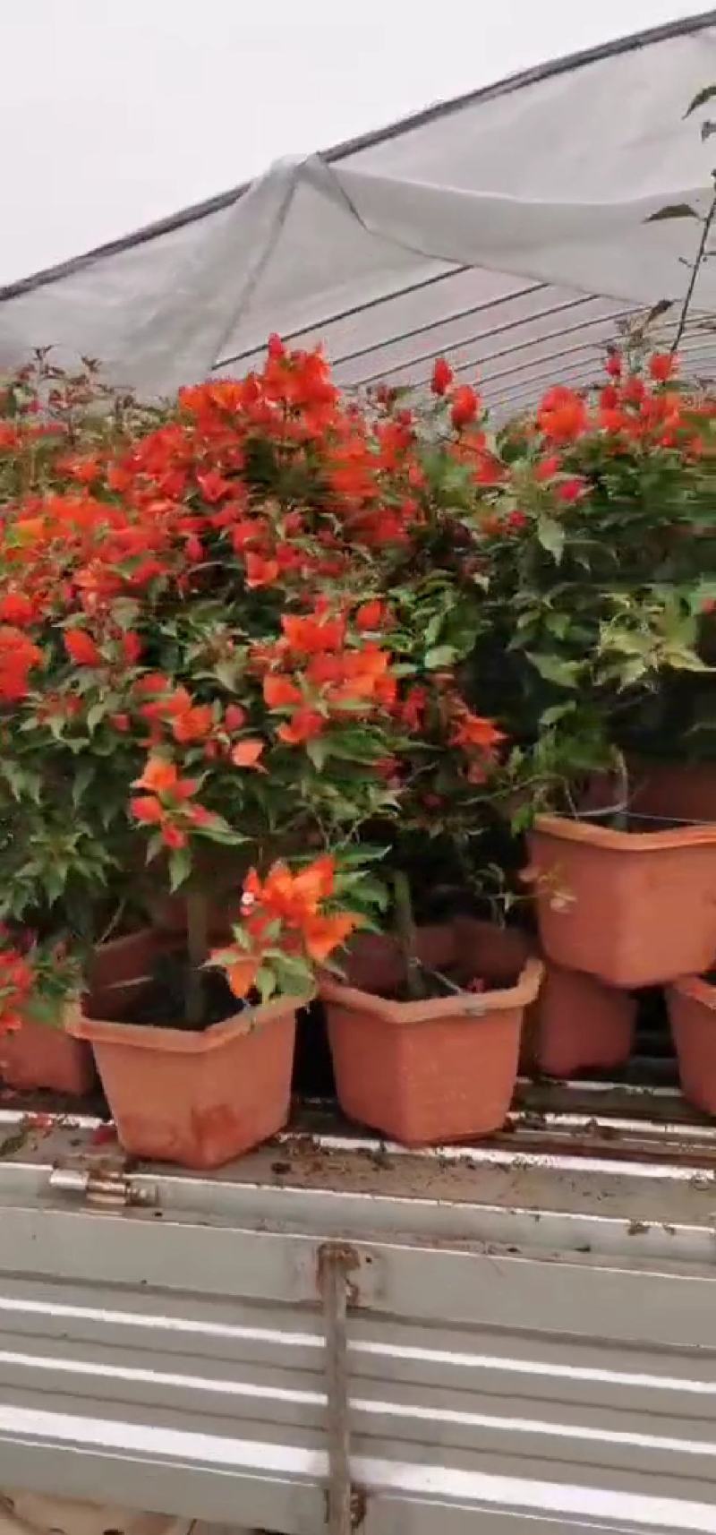 三角梅，嫁接三角梅，种植基地常年出售茶花三角梅