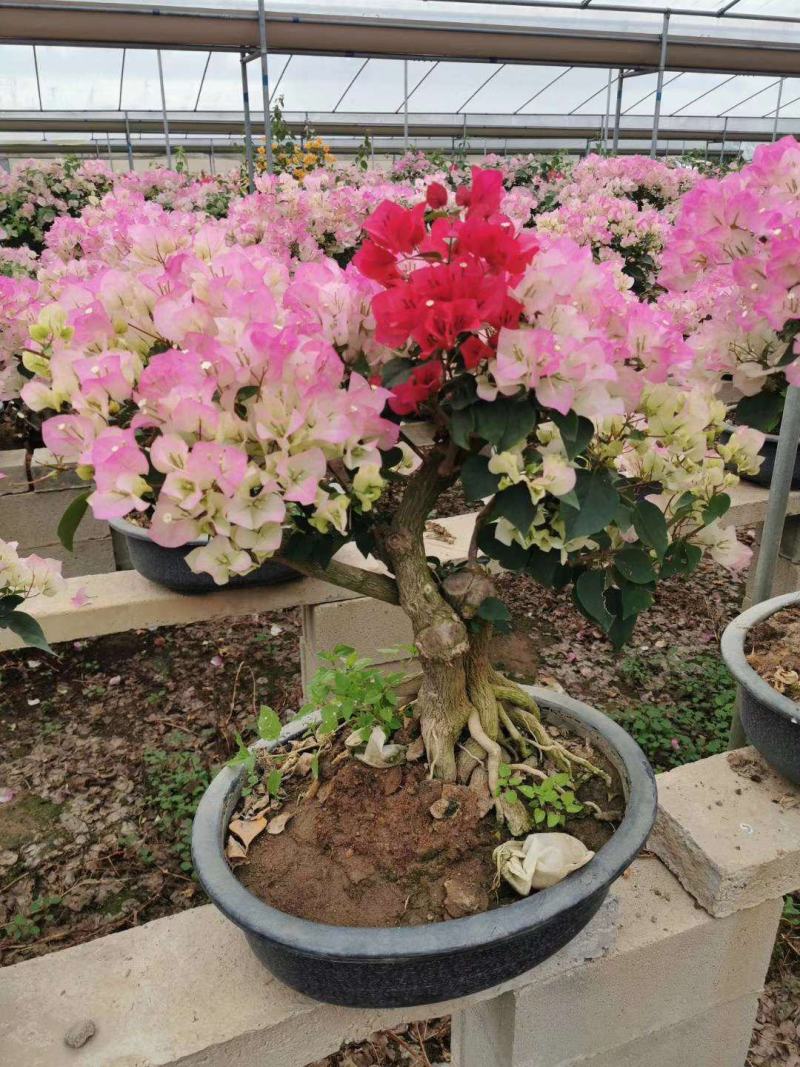 三角梅，嫁接三角梅，种植基地常年出售茶花三角梅