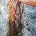 山东水生沉水植物狐尾藻虾塘专用，品质保证，可视频看货