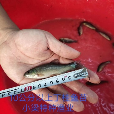 优质丁桂鱼苗，快长耐运输，
