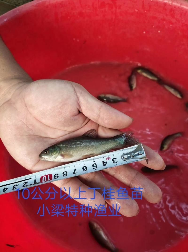 优质丁桂鱼苗，快长耐运输，