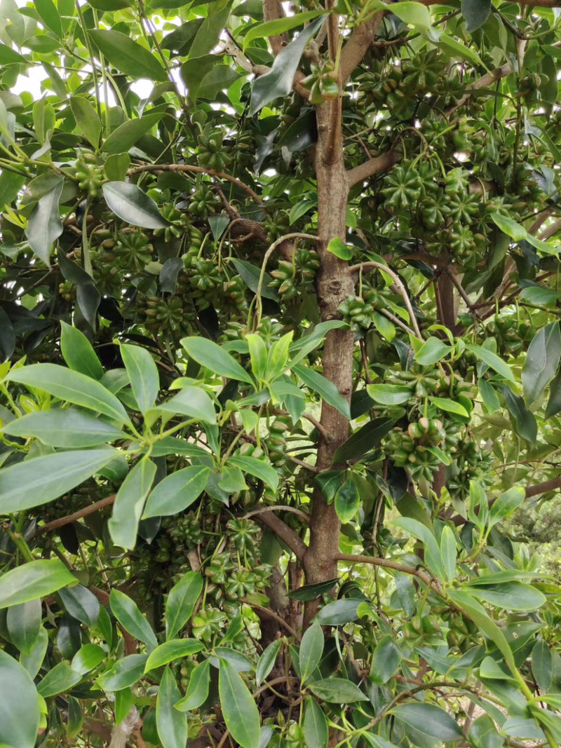 产地苗圃批发大红八角选种嫁接苗优质矮化罗马品种