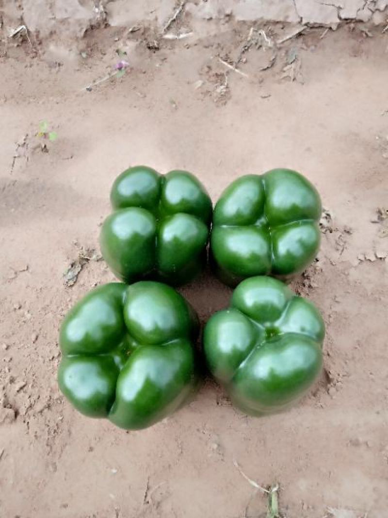 蔬菜精品圆椒产地直接供货