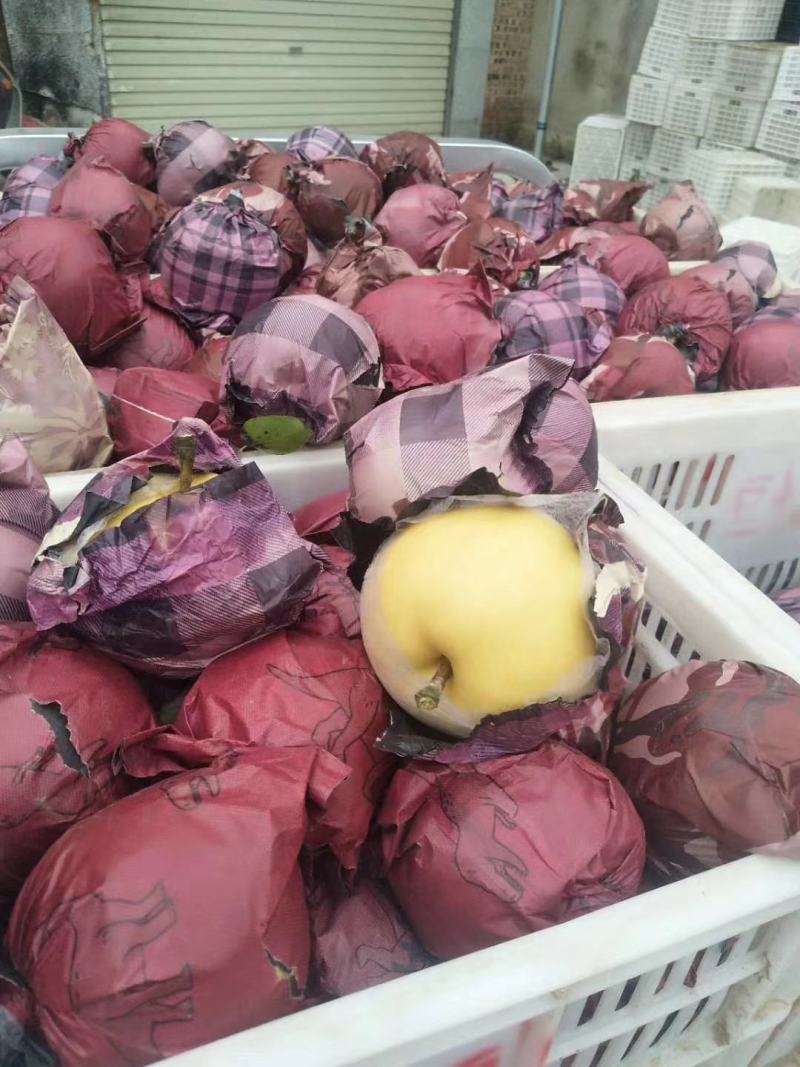园黄梨果核小纯甜多汁水多6两起精品批发商超