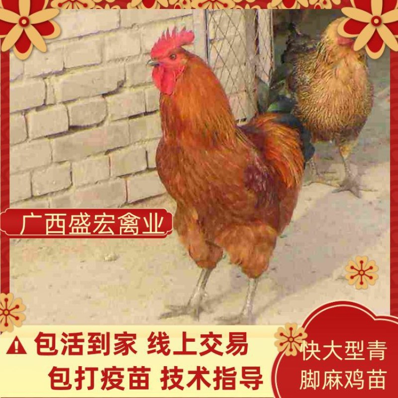 鸡苗大种青脚麻鸡苗专业孵化厂家直发诚信经营匠心企业