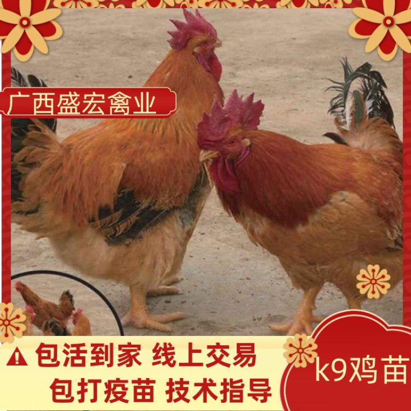 鸡苗大种K9鸡苗肉鸡苗专业孵化厂家直发包打疫苗包运费