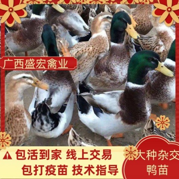 鸭苗大种杂交鸭苗运输包成活包打疫苗技术指导