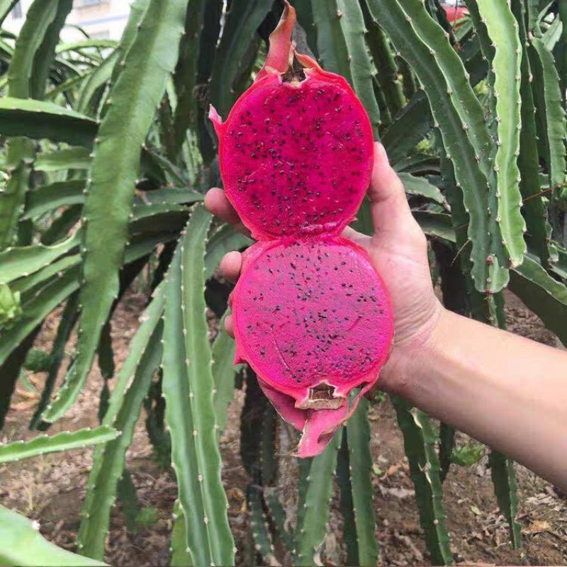 火龙果红心火龙果云南金都一号大量上市价格便宜