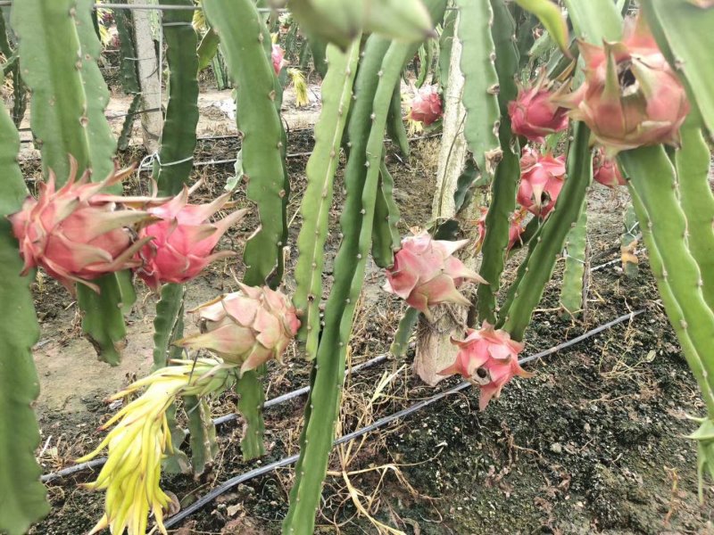 火龙果红心火龙果云南金都一号大量上市价格便宜