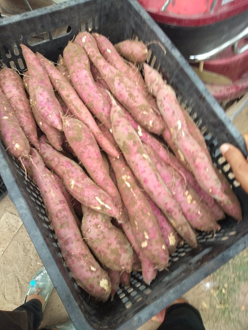 沙地板栗红薯新鲜现挖一手货源货源充足量大从优