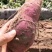 沙地板栗红薯新鲜现挖一手货源货源充足量大从优