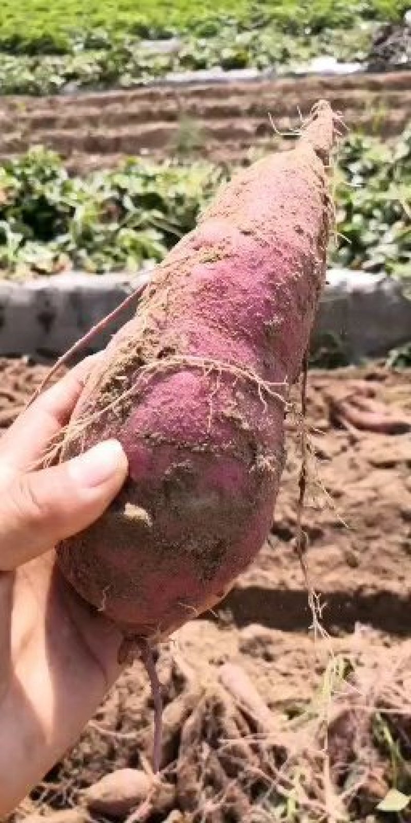 沙地板栗红薯新鲜现挖一手货源货源充足量大从优