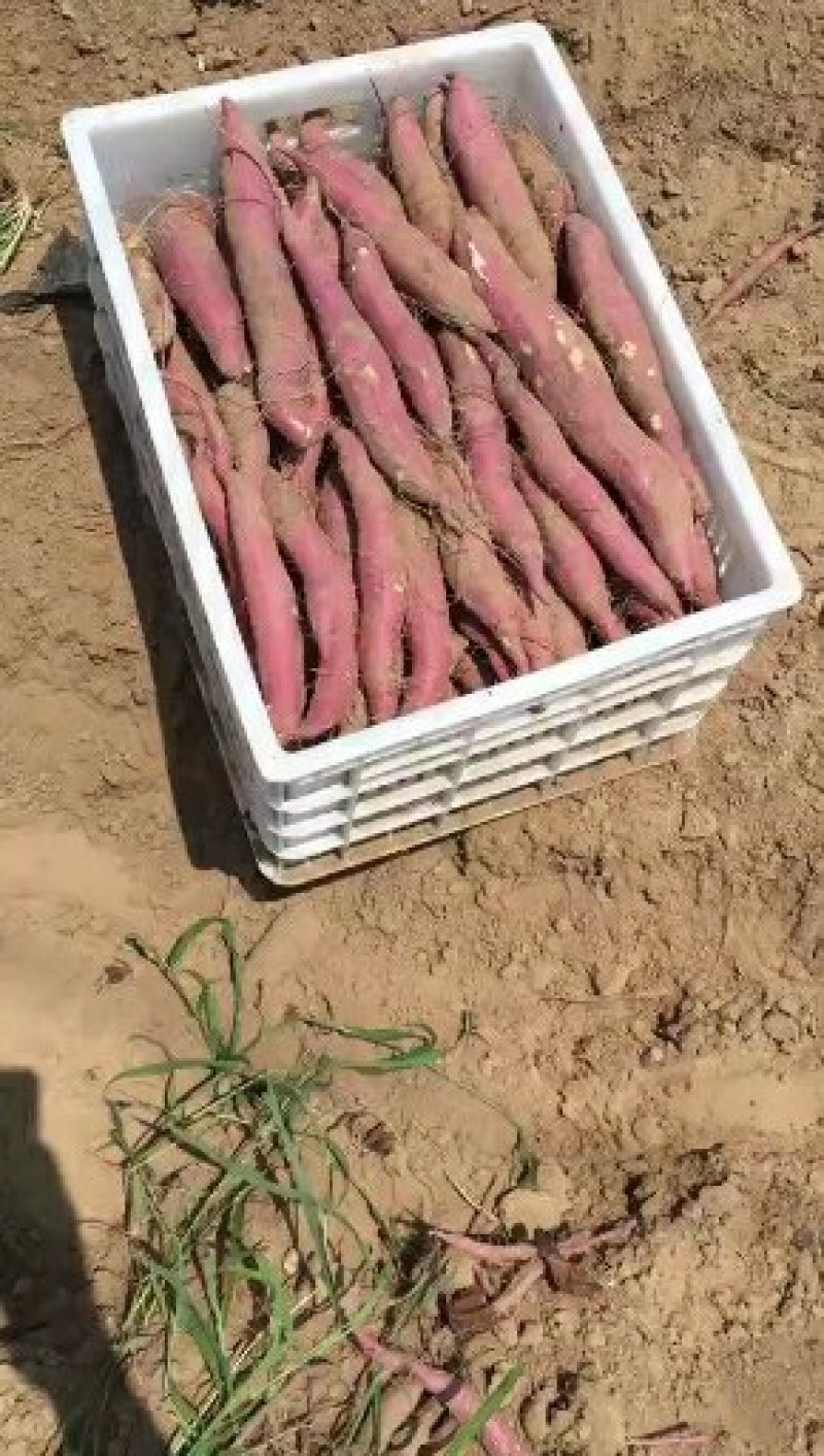 沙地板栗红薯新鲜现挖一手货源货源充足量大从优