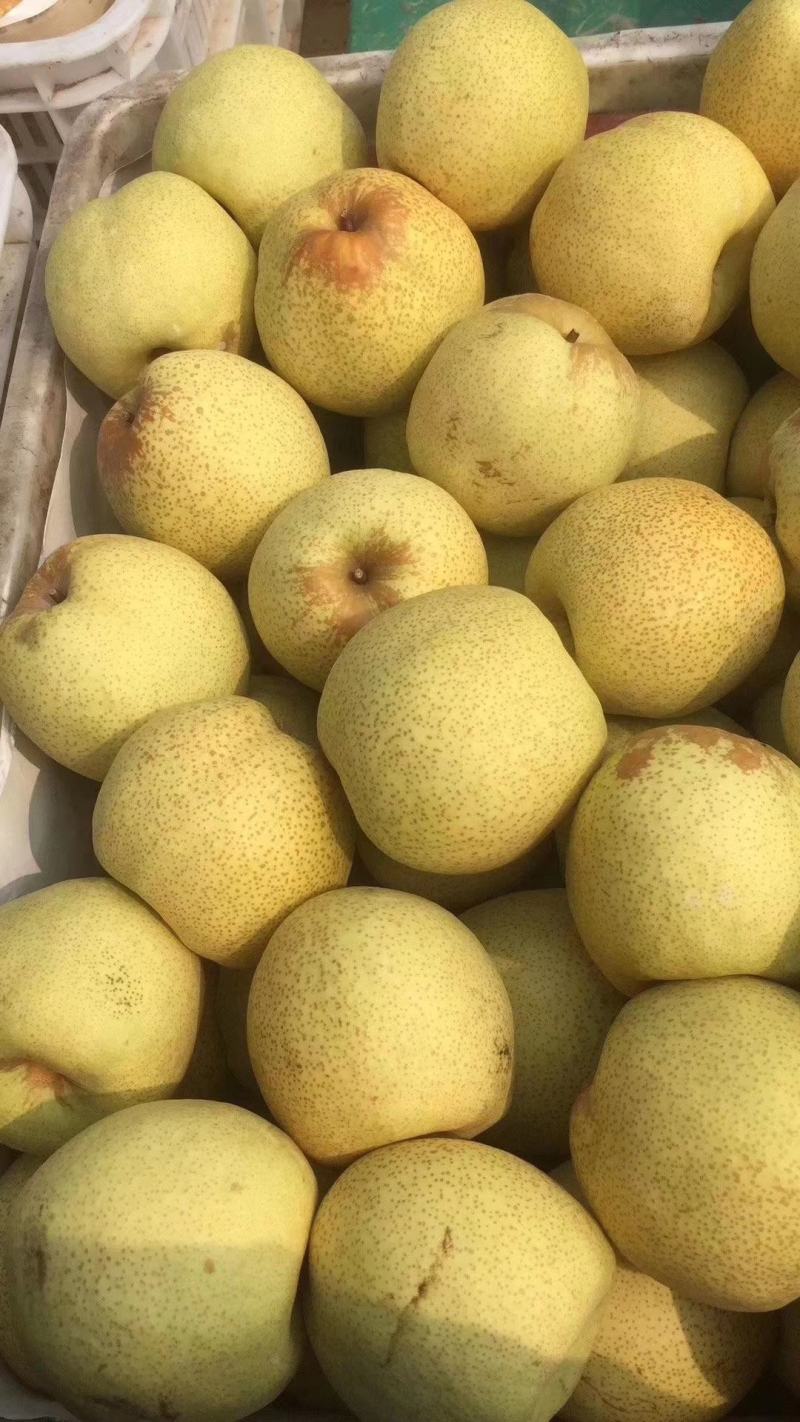 砀山酥梨精品酥梨产地发货中间无差价值得信赖