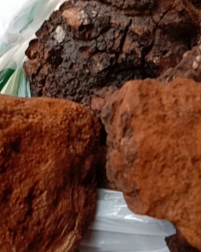 桦树茸，常年批发供应冷背中药材桦树茸