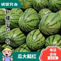 新疆安农2号西瓜精品质量包熟包甜产地直销