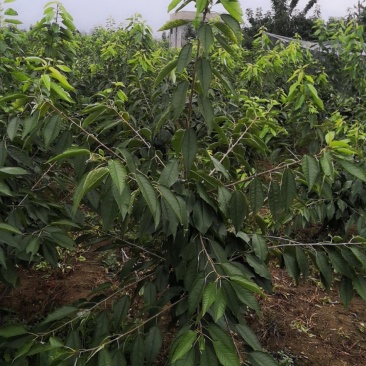 俄罗斯8号樱桃苗大果型品种秋天种植樱桃苗季节合适