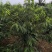 俄罗斯8号樱桃苗大果型品种秋天种植樱桃苗季节合适