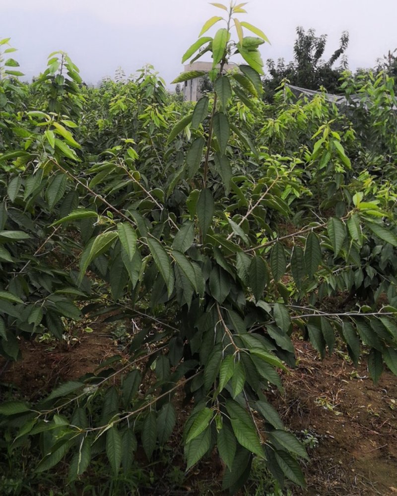 俄罗斯8号樱桃苗大果型品种秋天种植樱桃苗季节合适