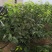 俄罗斯8号樱桃苗大果型品种秋天种植樱桃苗季节合适