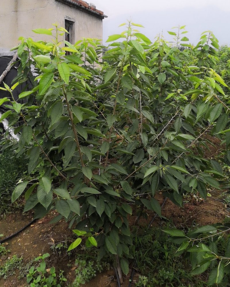 俄罗斯8号樱桃苗大果型品种秋天种植樱桃苗季节合适
