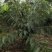 俄罗斯8号樱桃苗大果型品种秋天种植樱桃苗季节合适