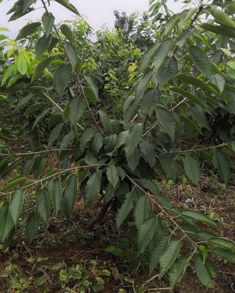 俄罗斯8号樱桃苗大果型品种秋天种植樱桃苗季节合适