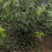 俄罗斯8号樱桃苗大果型品种秋天种植樱桃苗季节合适