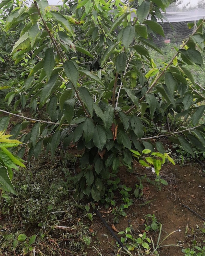 俄罗斯8号樱桃苗大果型品种秋天种植樱桃苗季节合适