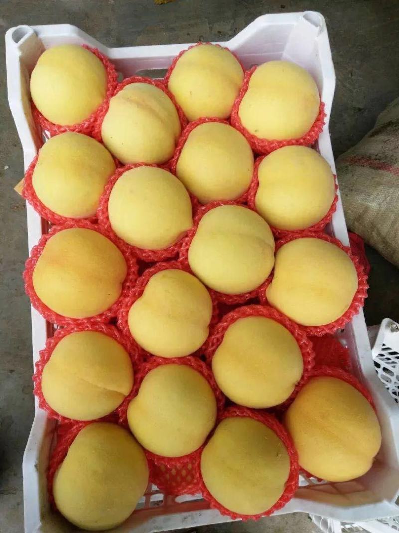 【精品黄金黄桃】现摘现发，硬度高果面亮，口感脆甜，特别甜