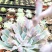 晚霞之舞多头叶展18-20公分