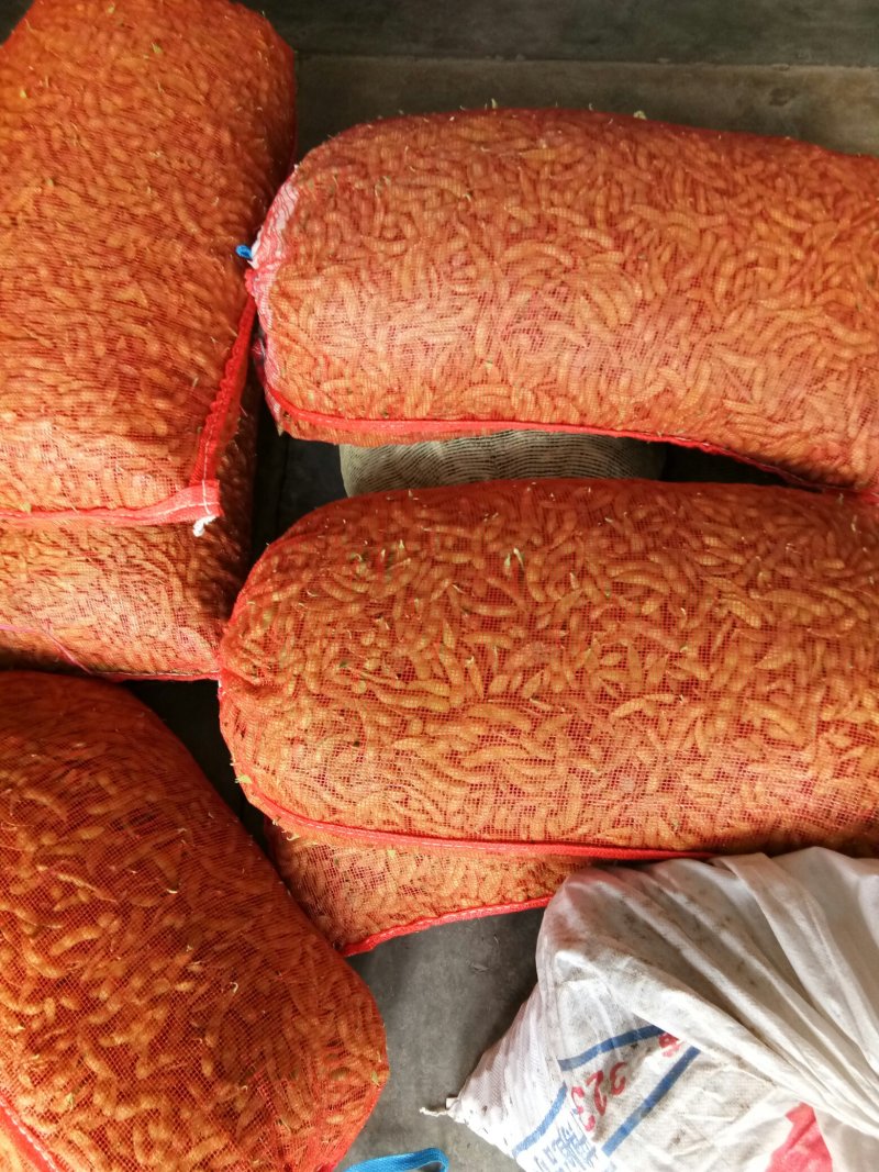 毛豆（新鲜毛豆现货供应）