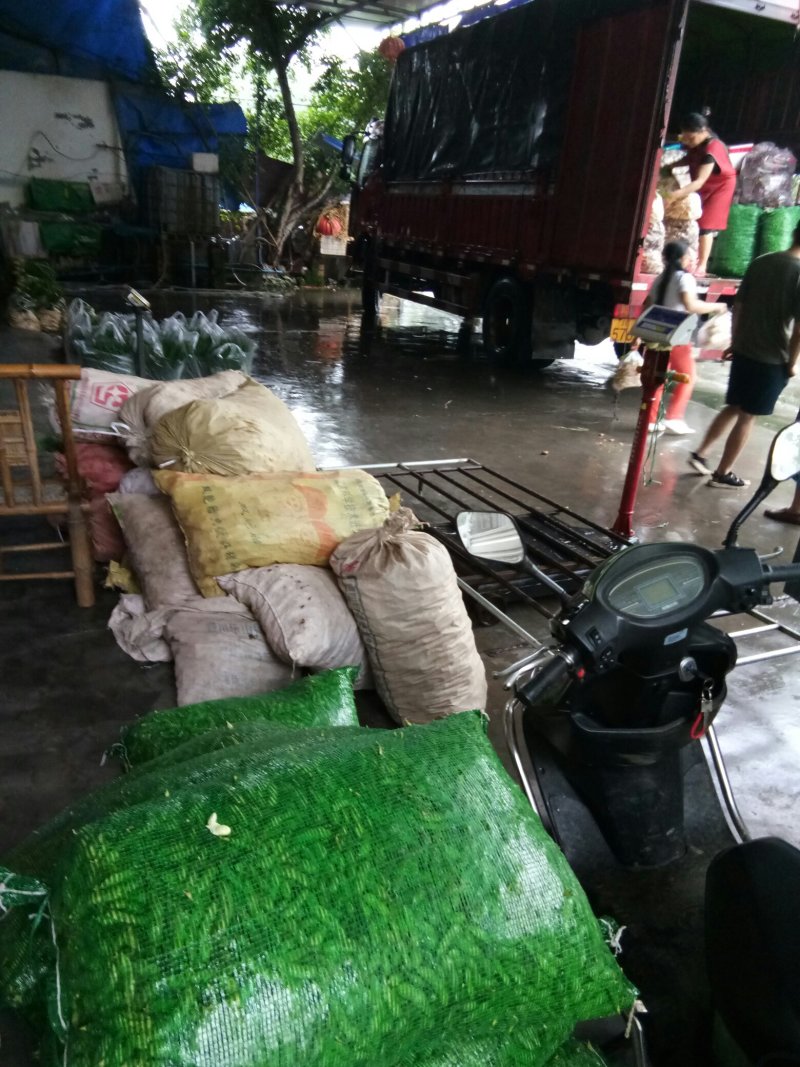 毛豆（新鲜毛豆现货供应）