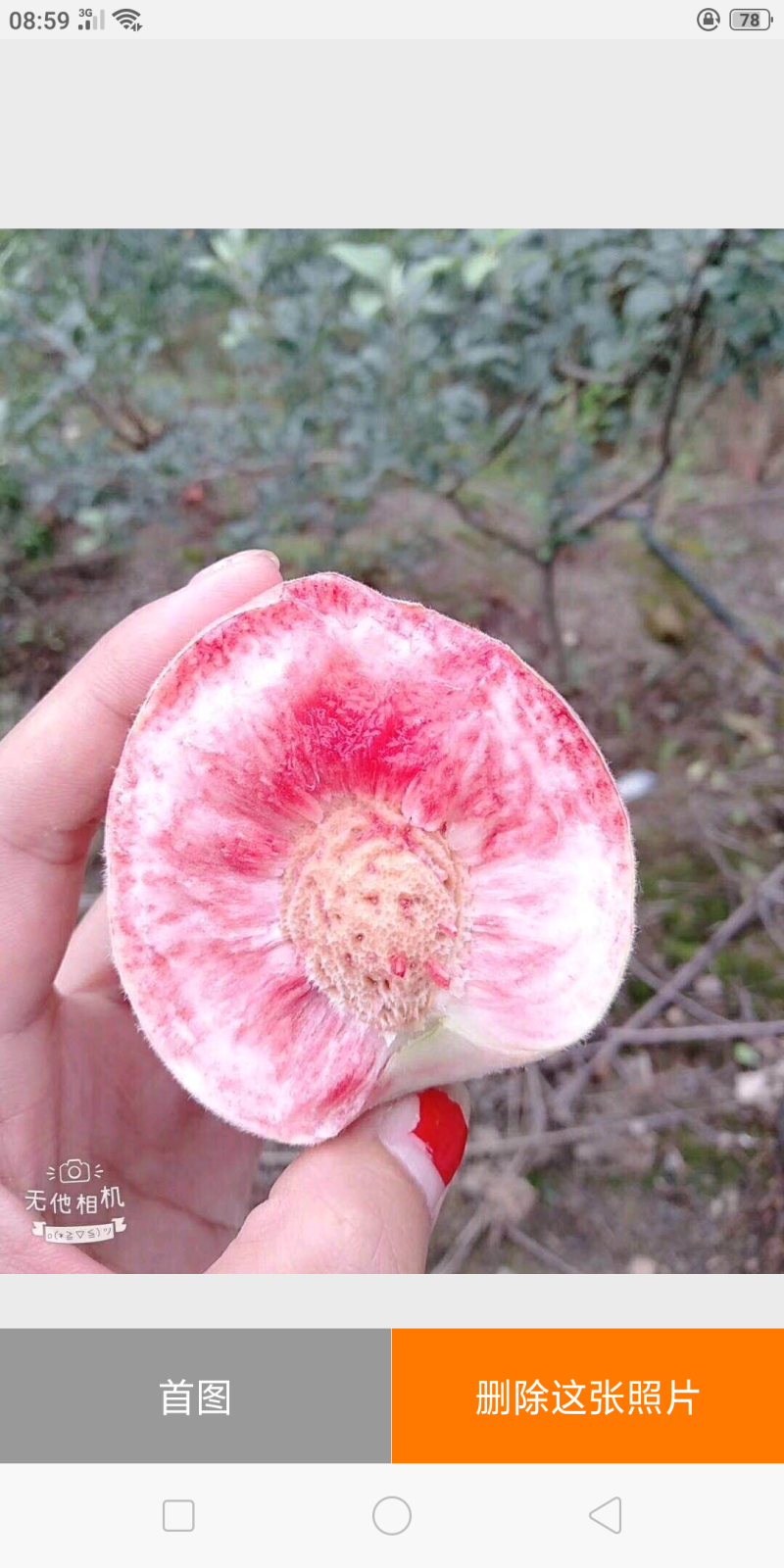 白凤桃桃子脆桃毛桃早风脆桃皮球桃社区对接
