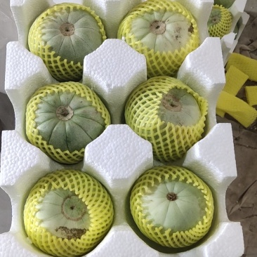 绿宝甜瓜大量上市