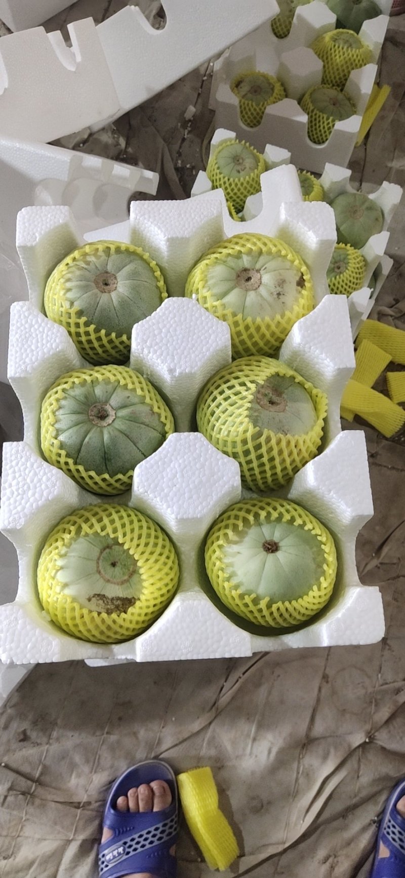 绿宝甜瓜大量上市