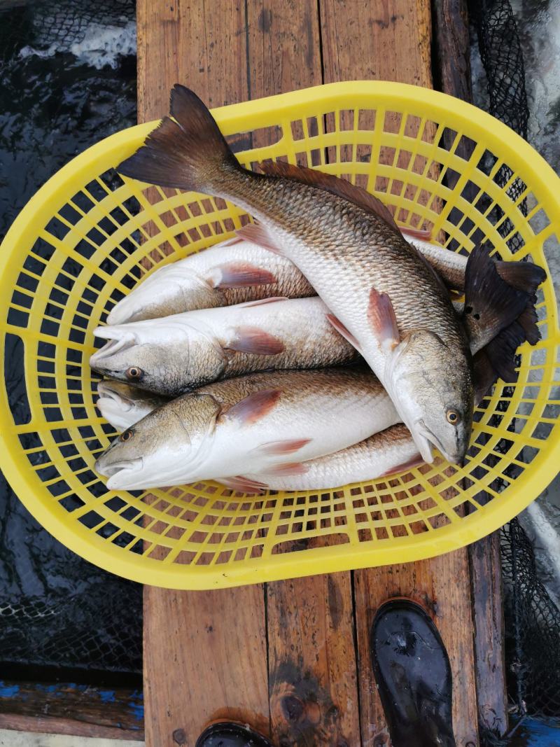 东山岛（活鲜）美国红鱼