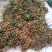 石硖，储良大量上市，可果园订货，百家果收货，量大。
