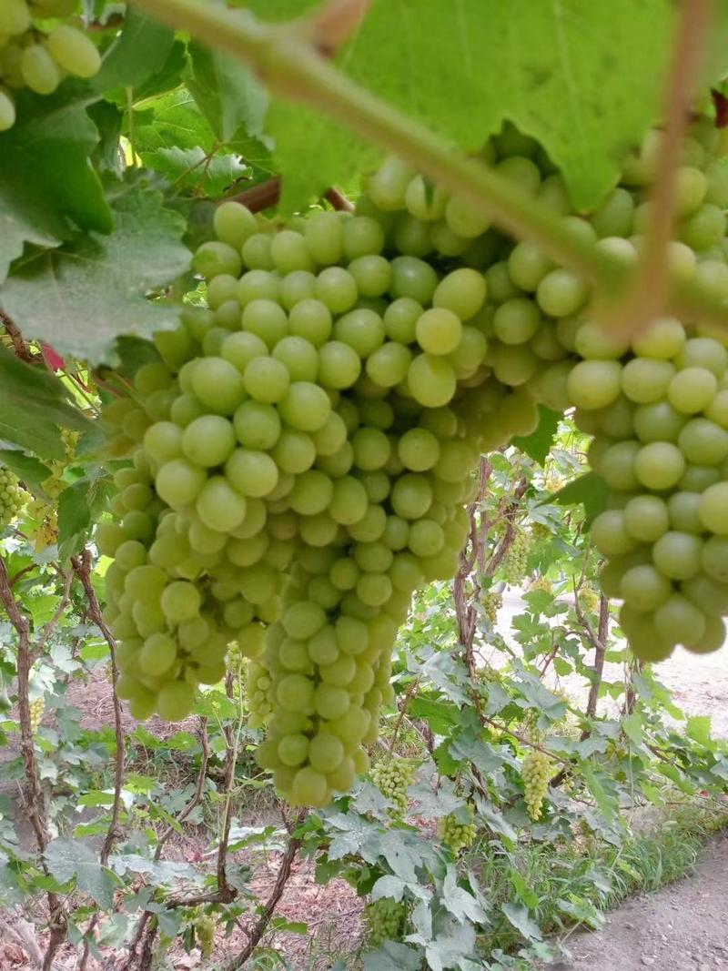 包邮一件代发2023年新货新鲜吐鲁番无核白葡萄上市了！