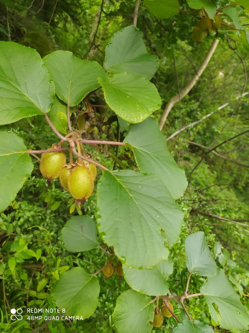 贵州毕节古夜郎大山野生中药材猕猴桃根，藤梨根红心