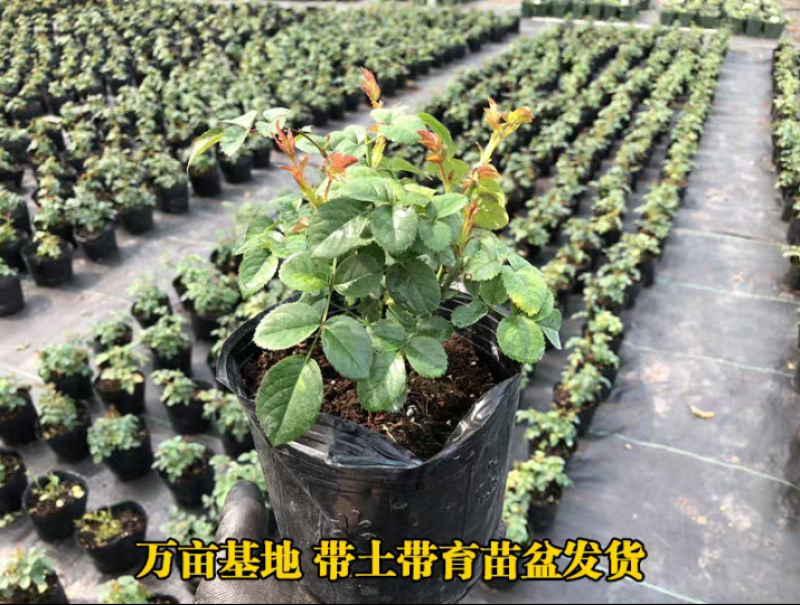 玫瑰园玫瑰花苗四季阳台盆栽特大花五年大苗