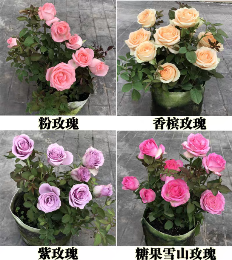 玫瑰园玫瑰花苗四季阳台盆栽特大花五年大苗