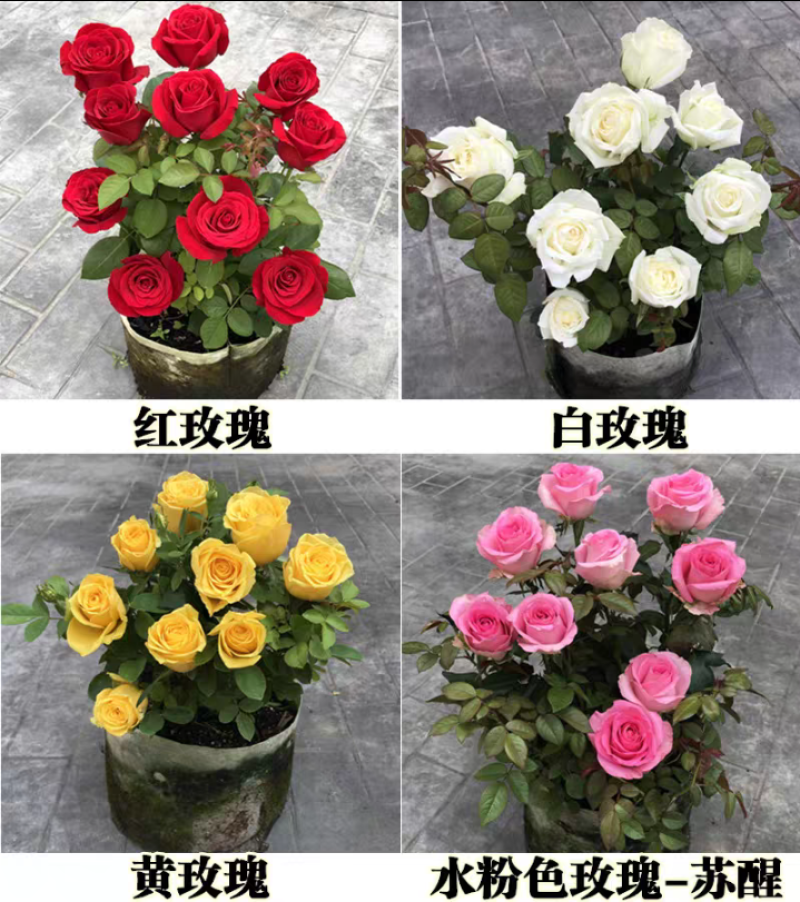 玫瑰园玫瑰花苗四季阳台盆栽特大花五年大苗