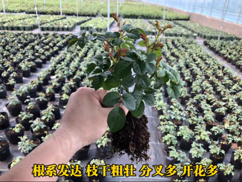 玫瑰园玫瑰花苗四季阳台盆栽特大花五年大苗
