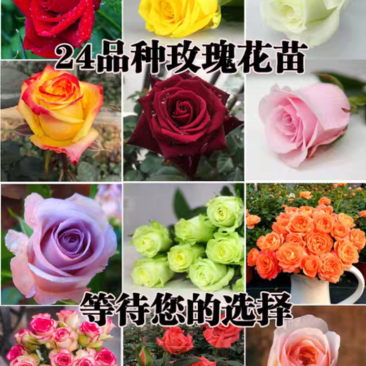 玫瑰园玫瑰花苗四季阳台盆栽特大花五年大苗