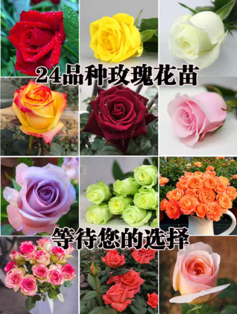玫瑰园玫瑰花苗四季阳台盆栽特大花五年大苗