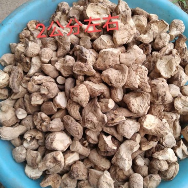 河南内乡香菇腿各种规格，年供应500吨，对接食品加工厂
